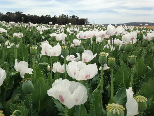 Poppy Field