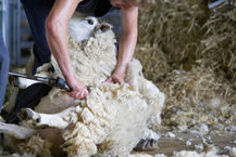 Shearing Products