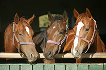 EQUINE HEALTH