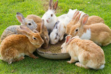 RABBIT/GOAT & GUINEA PIGS